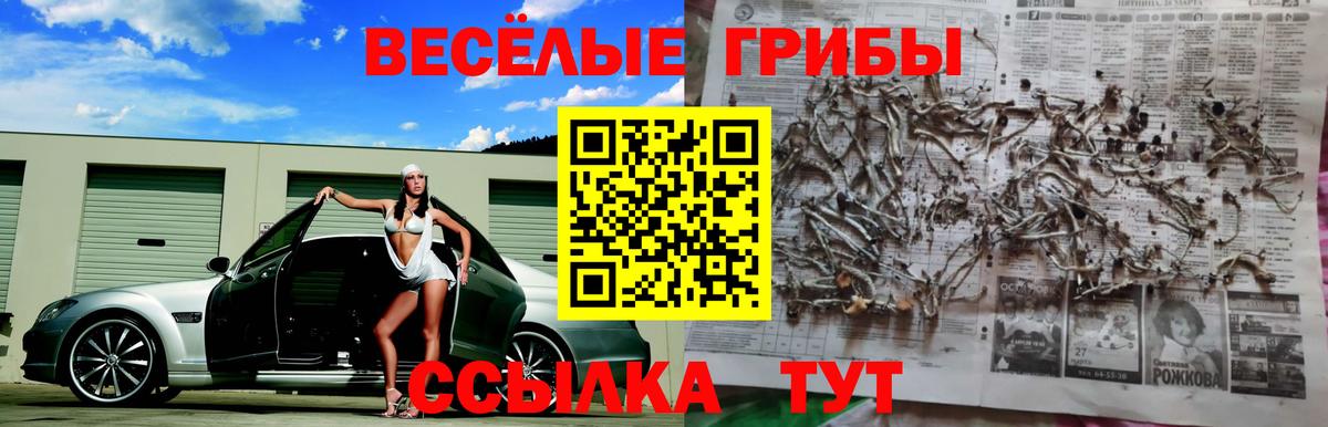 Псилоцибиновые грибы Psilocybine cubensis Ялуторовск